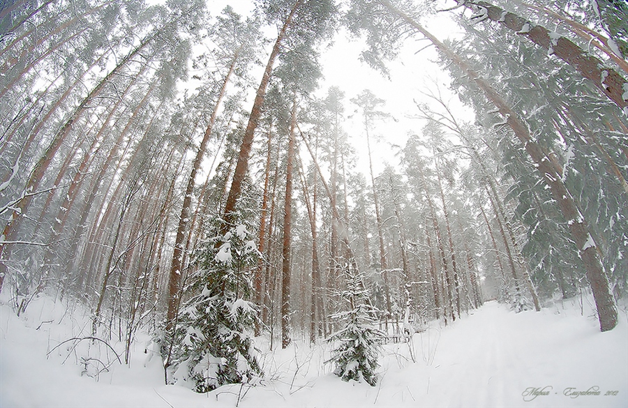 Снежная пыль снежного леса