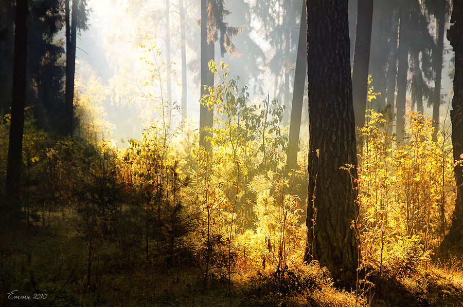 Фото жизнь (light) - emunilkin - природа - Где-то в лесу..