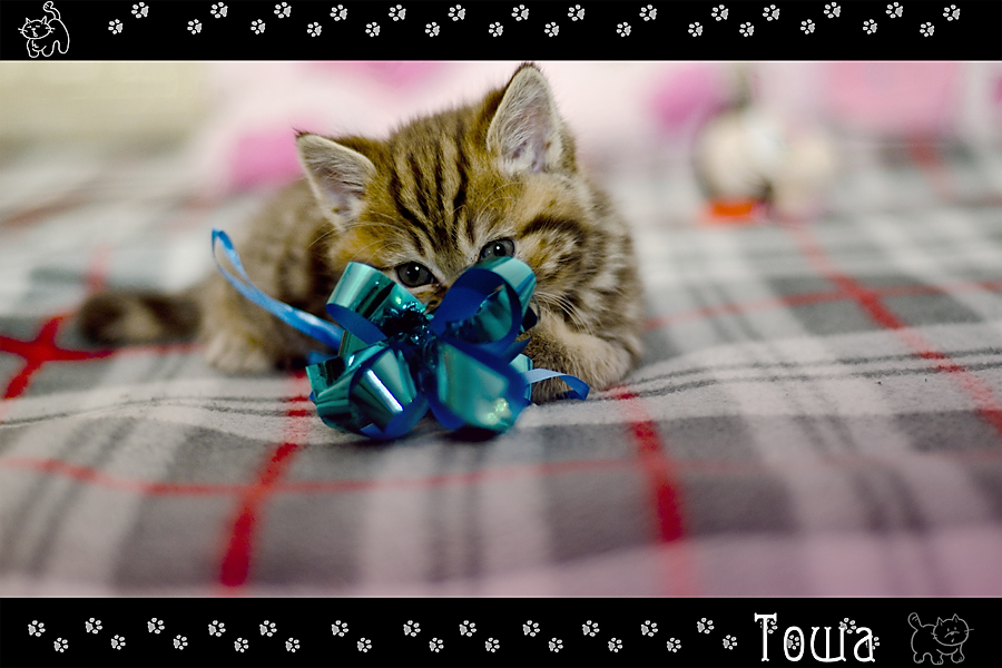 Фото жизнь (light) - Mr_Remenets - Котэ - 2