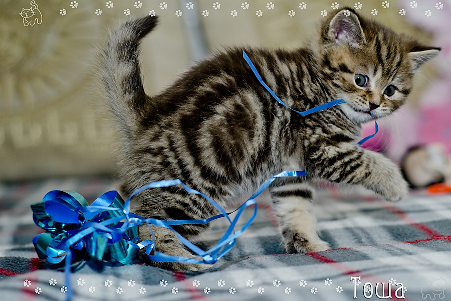 Фото жизнь (light) - Mr_Remenets - Котэ - 3