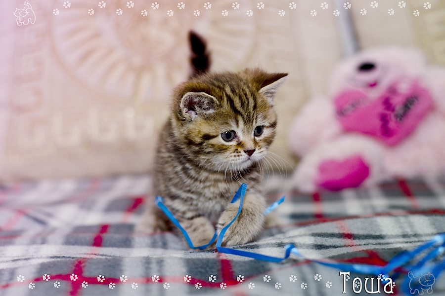 Фото жизнь (light) - Mr_Remenets - Котэ - 4