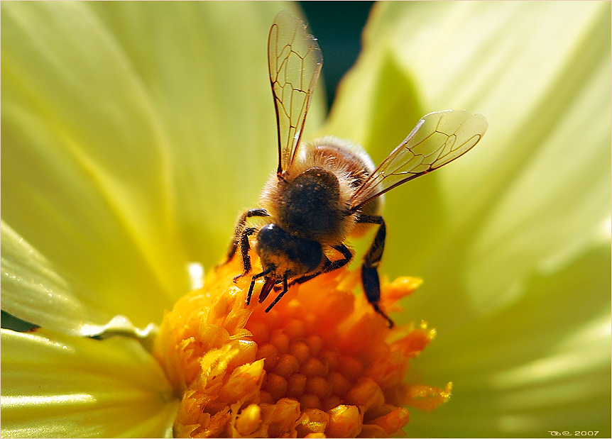 Фото жизнь (light) - Sirazov - Ах, лето!  - Сок с цветка взяла, полосатая пчела...
