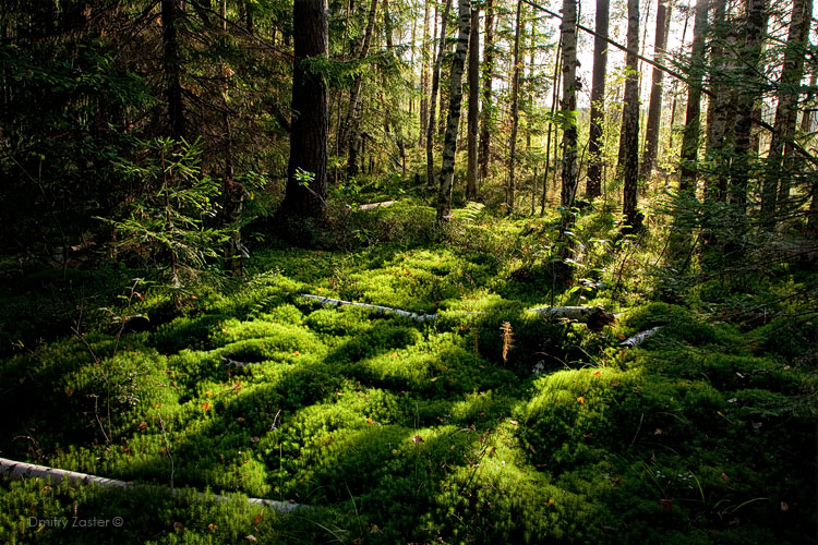 Фото жизнь (light) - Дмитрий Застер - корневой каталог - Сказочный лес