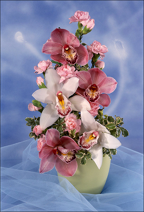 Фото жизнь (light) - Виктор Печенев - корневой каталог - Орхидеи.