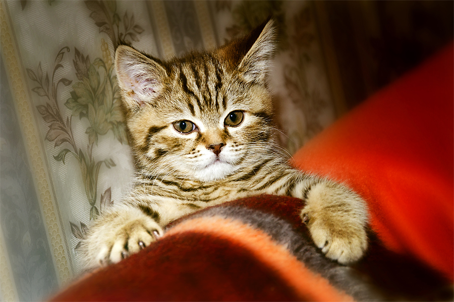 Фото жизнь (light) - Mr_Remenets - Котэ - Все ещё думаешь, что ты в доме хозяин??