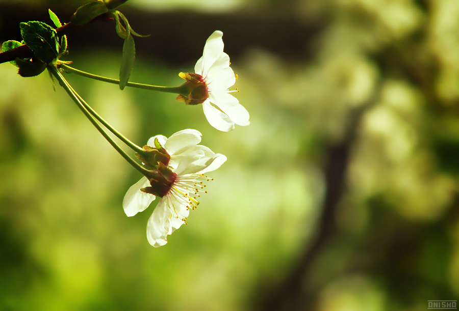 Фото жизнь (light) - Anisha - корневой каталог - сон о весне