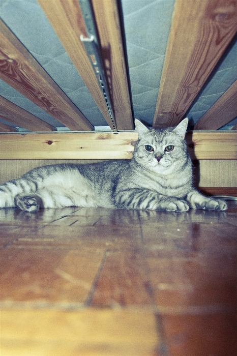все любят котиков