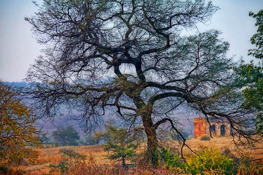 Фото жизнь (light) - PhotoSD - Индия - Национальный парк Рантхамбхор