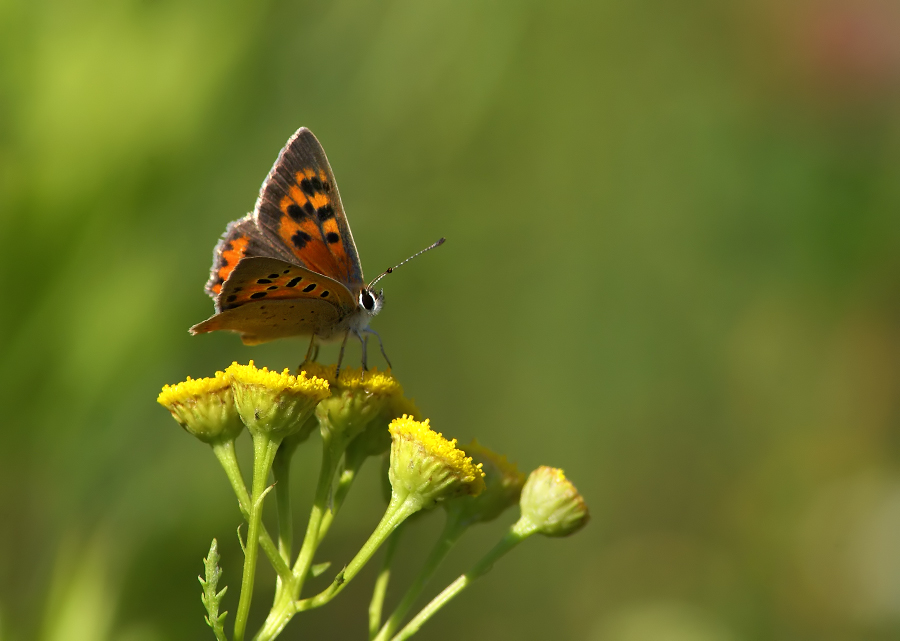 Фото жизнь (light) - Чепленко Алексей - корневой каталог - ***