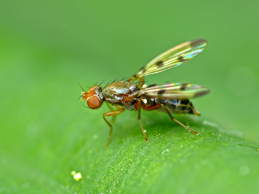 Фото жизнь (light) - Белокуров Антон - Насекомые - Муравьевидка Sepsidae