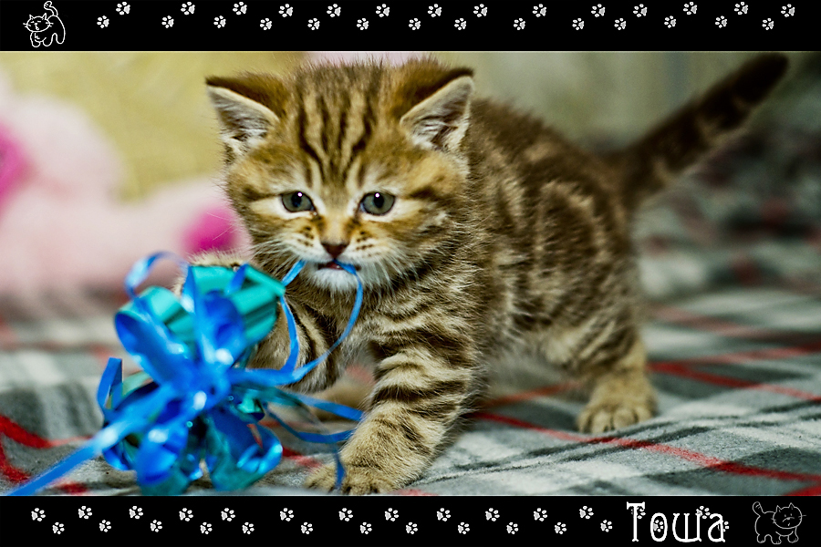 Фото жизнь (light) - Mr_Remenets - Котэ - ..