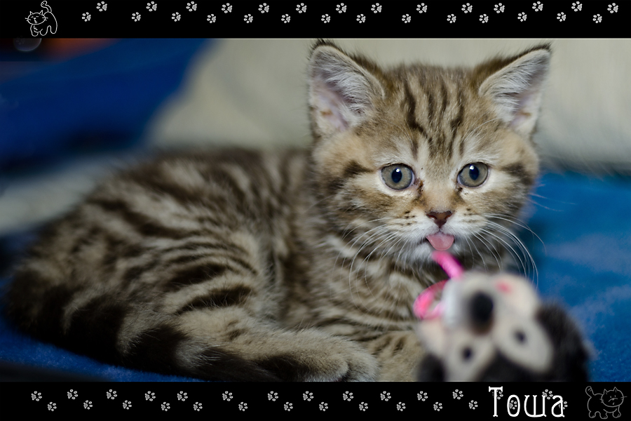 Фото жизнь (light) - Mr_Remenets - Котэ - ....