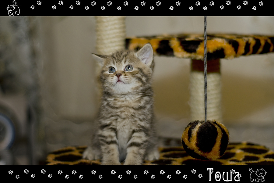 Фото жизнь (light) - Mr_Remenets - Котэ - ,,