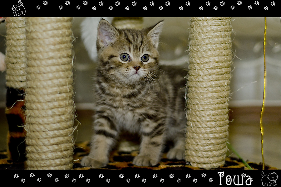 Фото жизнь (light) - Mr_Remenets - Котэ - ,,,