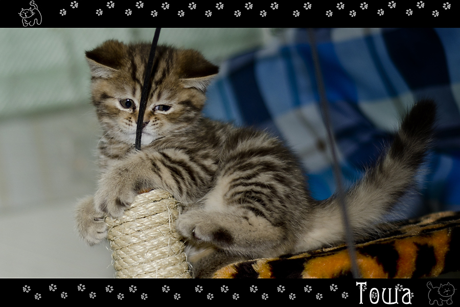 Фото жизнь (light) - Mr_Remenets - Котэ - ,,,,