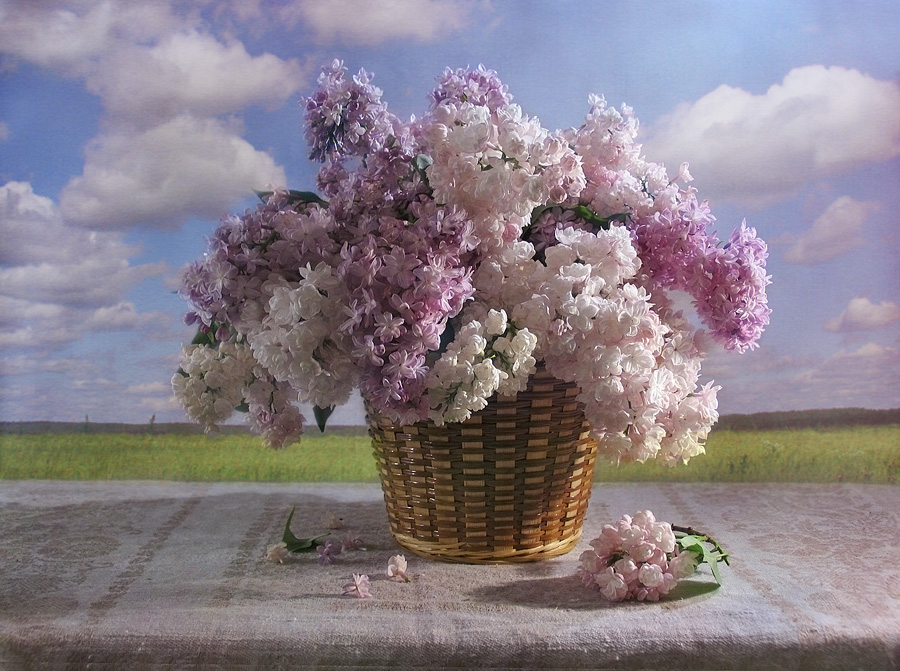 Фото жизнь (light) - Елена Завитаева - Натюрморты с цветами - Корзина с сиренью