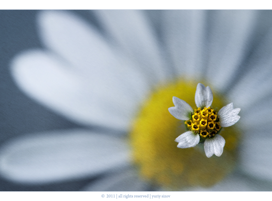 Фото жизнь (light) - Yuriy Sizov - Macro/Flowers - *