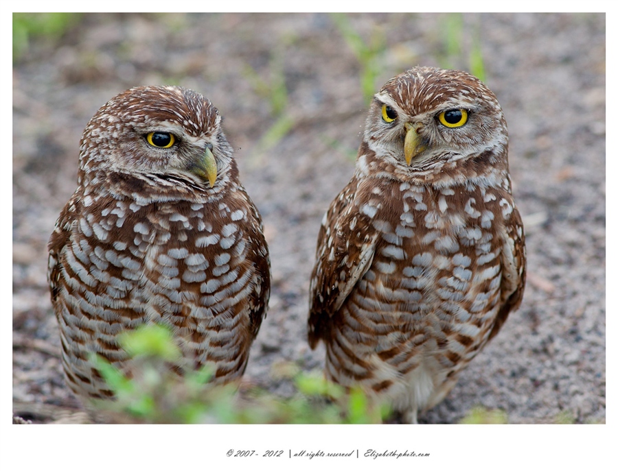 Viaţa Foto - Elizabeth - păsări şi animale sălbatice: SUA (Florida) - vizuini owl - Rabbit Owl