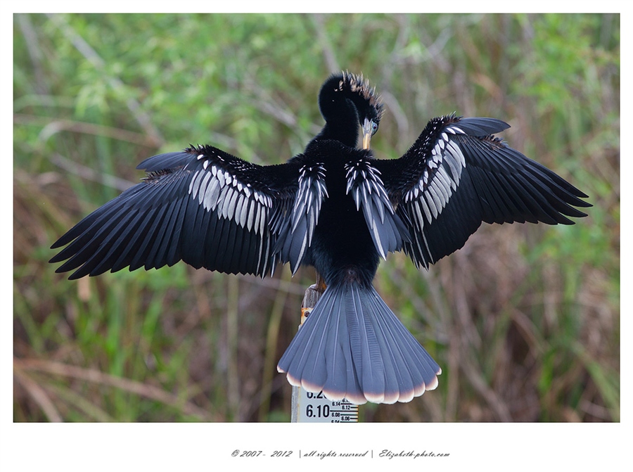 Viaţa Foto - Elizabeth - păsări şi animale sălbatice: SUA (Florida) - Anhinga - american darter