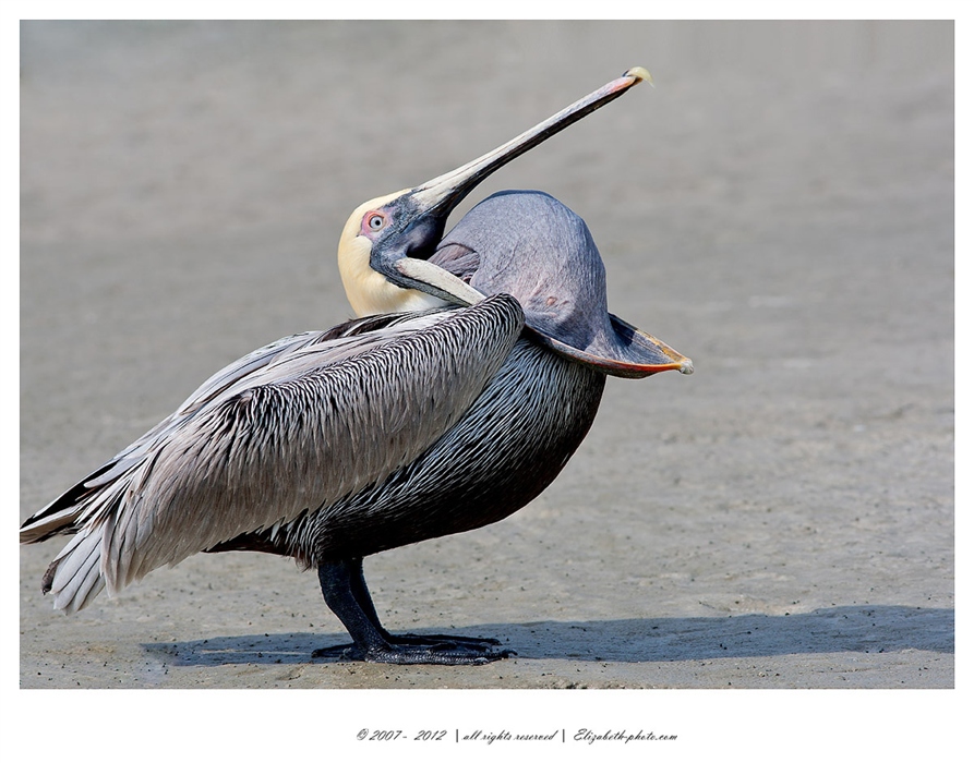 Viaţa Foto - Elizabeth - păsări şi animale sălbatice: SUA (Florida) - Brown Pelican - American Brown Pelican 