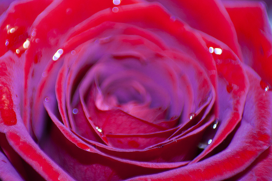 Фото жизнь (light) - саврасов сергей - корневой каталог - роза