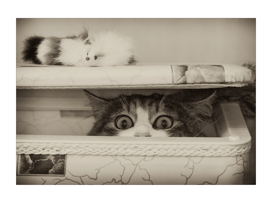Фото жизнь (light) - Куликова Ирина  - корневой каталог - Притаившийся тигр  :)))
