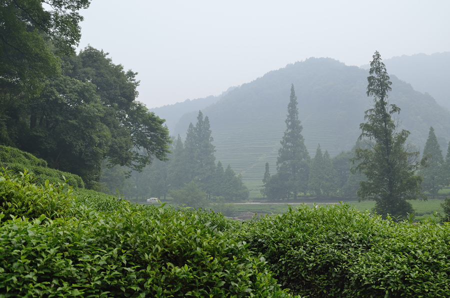 Фото жизнь - Siam - Ханчжоу - Чайные плантации