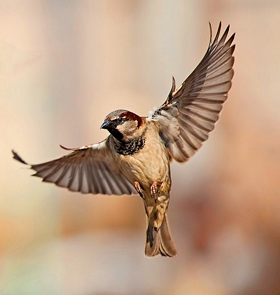 Фото жизнь (light) - ksvser - корневой каталог - Воробей это птица !
