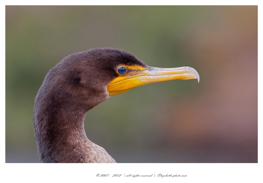 Foto Life - Elizabeth - păsări şi animale sălbatice: SUA (Florida) - Portret de cormoran