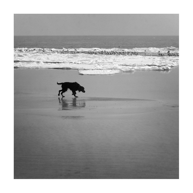 Фото жизнь (light) - Дий Ива - корневой каталог - Чёрная собака у моря...