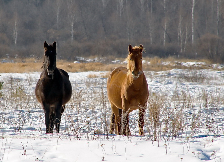 Фото жизнь (light) - Serg deMakkinly  - корневой каталог - Зимние лошадки