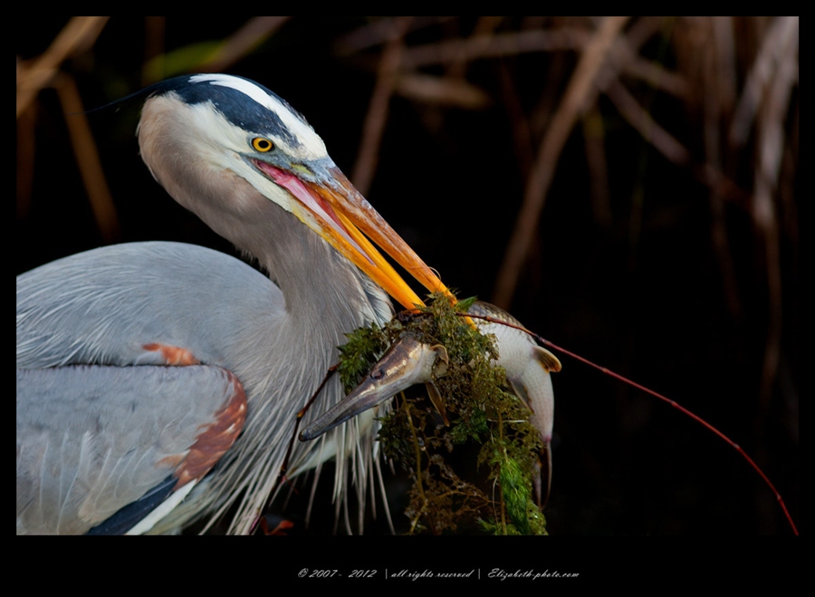 Viaţa Foto - Elizabeth - păsări şi animale sălbatice: SUA (Florida) - Great Blue Heron cu captură - Marea Blue Heron 