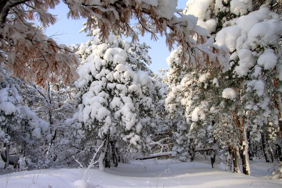 Фото жизнь