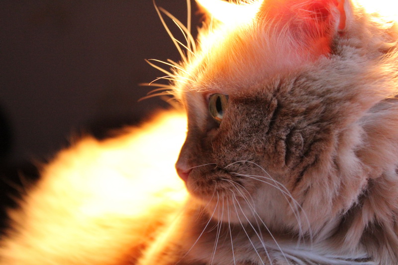 Фото жизнь (light) - Julison - корневой каталог - кот по имени Персик