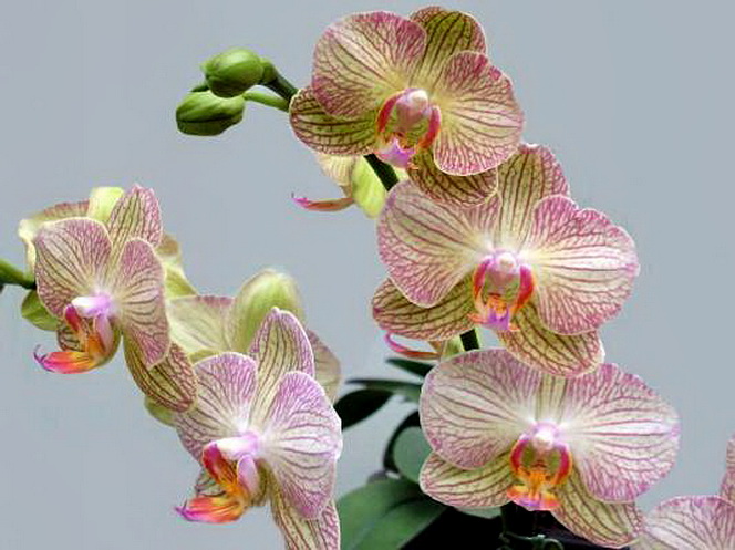 Фото жизнь (light) - jimmi graas - корневой каталог - орхидея