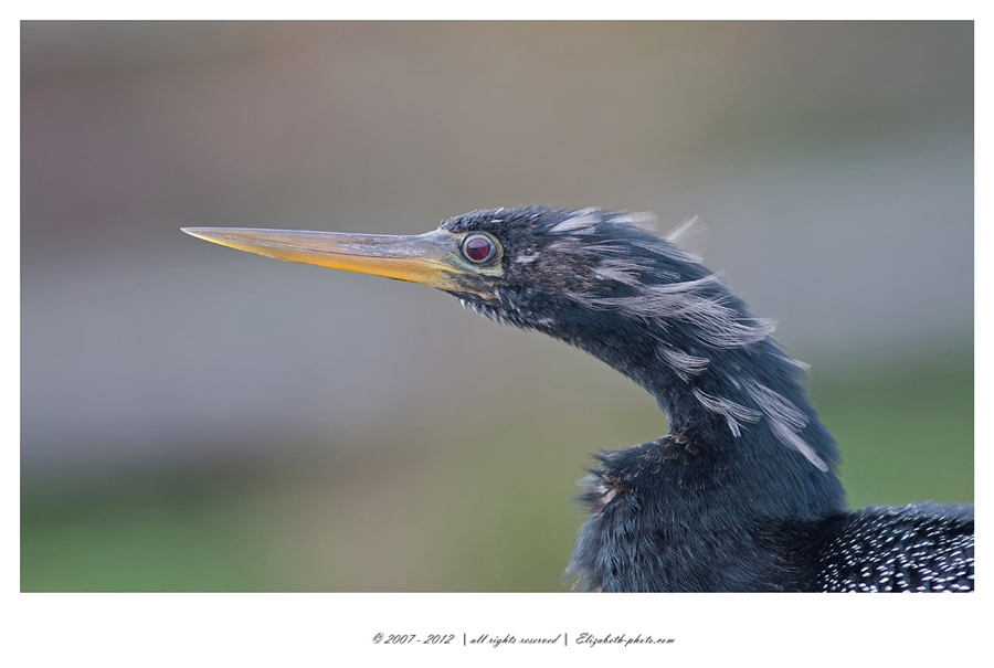 Foto Life - Elizabeth - păsări şi animale sălbatice: SUA (Florida) - Portretul unei darter - Anhinga