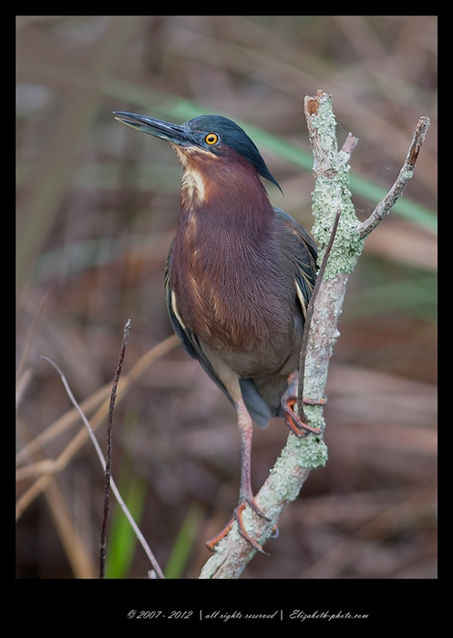 Viaţa Foto - Elizabeth - păsări şi animale sălbatice: SUA (Florida) - verde Heron - US Green kvakva