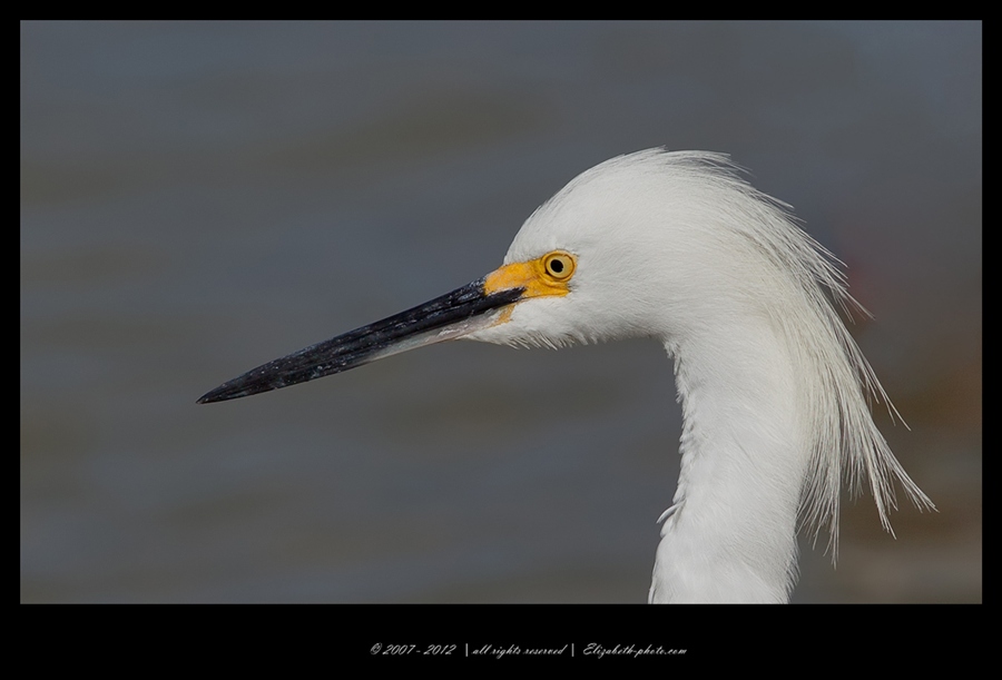 Viaţa Foto - Elizabeth - păsări şi animale sălbatice: SUA (Florida) - Snowy egreta - alb Heron american 