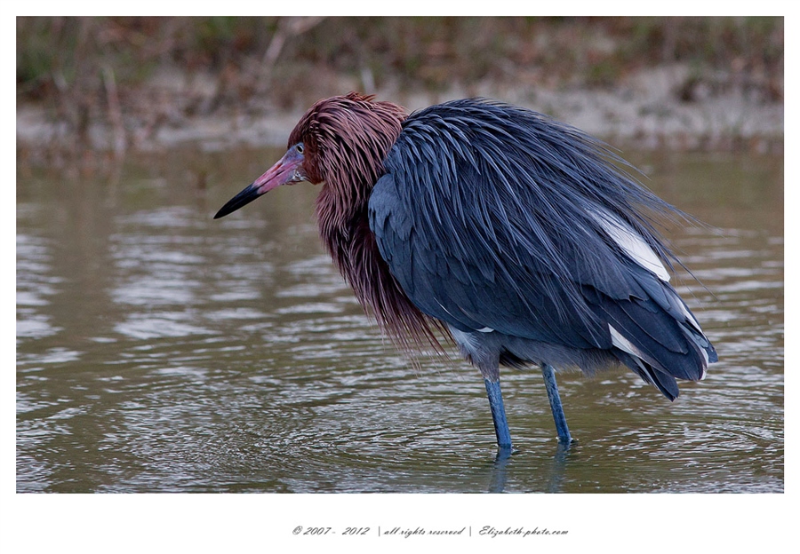 Viaţa Foto - Elizabeth - păsări şi animale sălbatice: SUA (Florida) - roşcat egreta - Red Heron 
