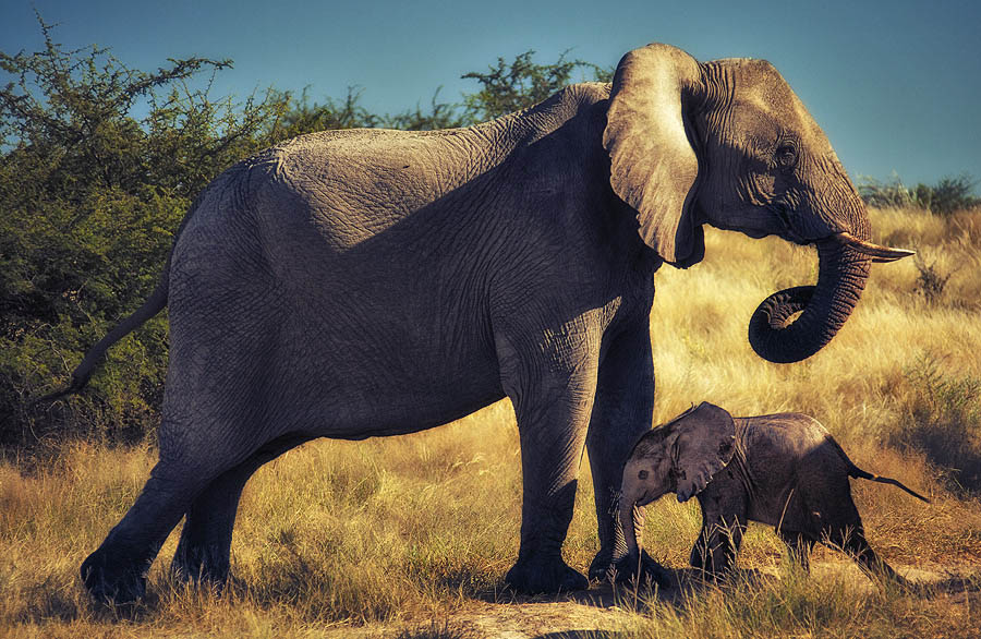 Фото жизнь - PhotoSD - Намибия - Кроха слон к отцу пришёл