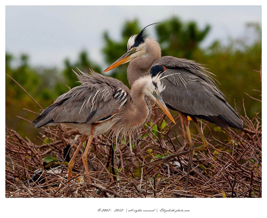 Foto Life - Elizabeth - păsări şi animale sălbatice: SUA (Florida) - Great Blue Heron pe Nest - Great Blue Heron