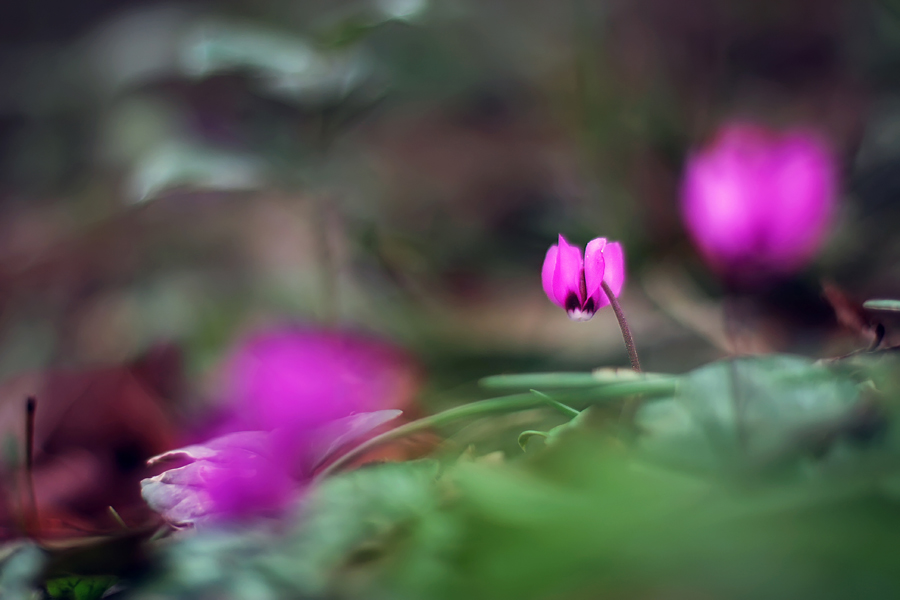 Фото жизнь (light) - natia apkhaidze - Plants & Flowers - -----