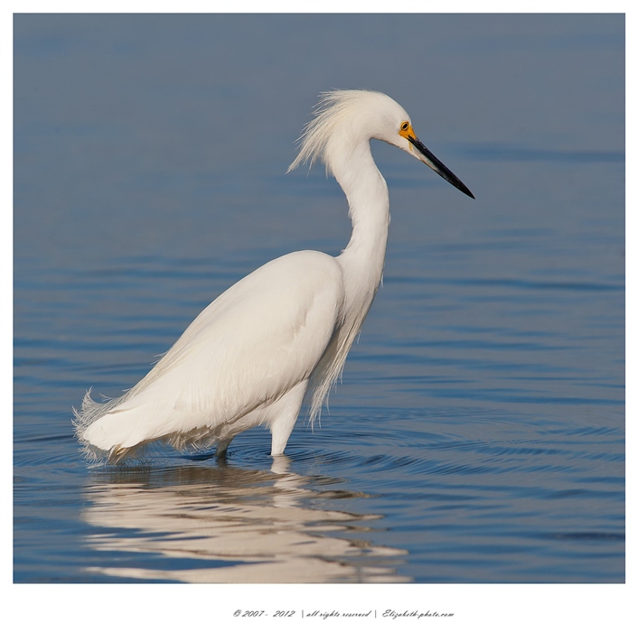Viaţa Foto - Elizabeth - păsări şi animale sălbatice: SUA (Florida) - Snowy egreta - alb Heron american