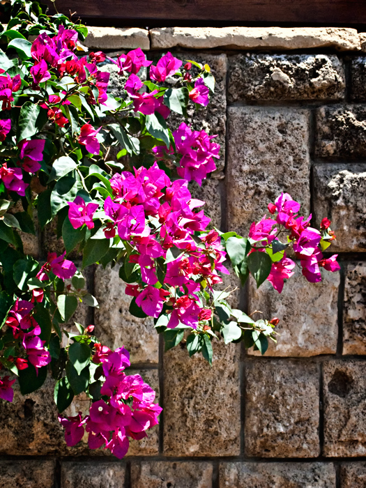 Фото жизнь (light) - Синицына Ольга - цветики - бугенвиллия