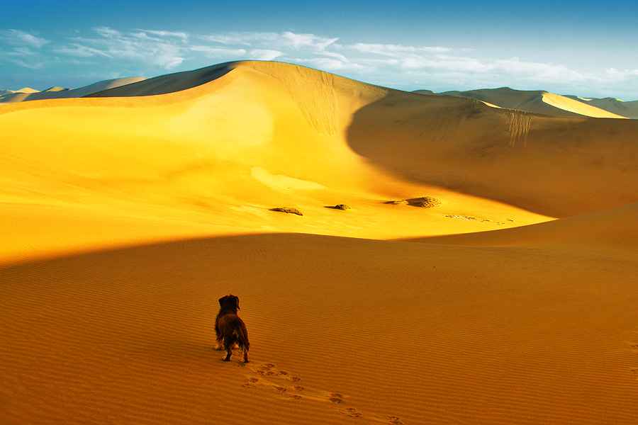 Фото жизнь (light) - PhotoSD - Намибия - Страж пустыни