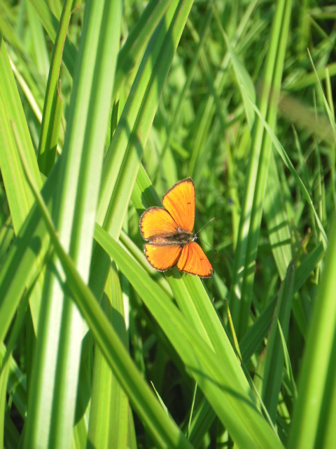 Фото жизнь (light) - Савицкая Виктория - корневой каталог - бабочка