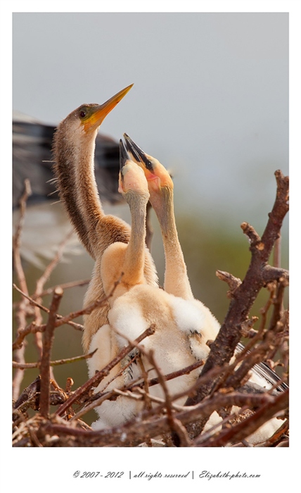 Viaţa Foto - Elizabeth - păsări şi animale sălbatice: SUA (Florida) - Anhinga cu copii