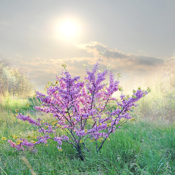 Фото жизнь (light) - viton - Кимммерия - весна похожая на сон...