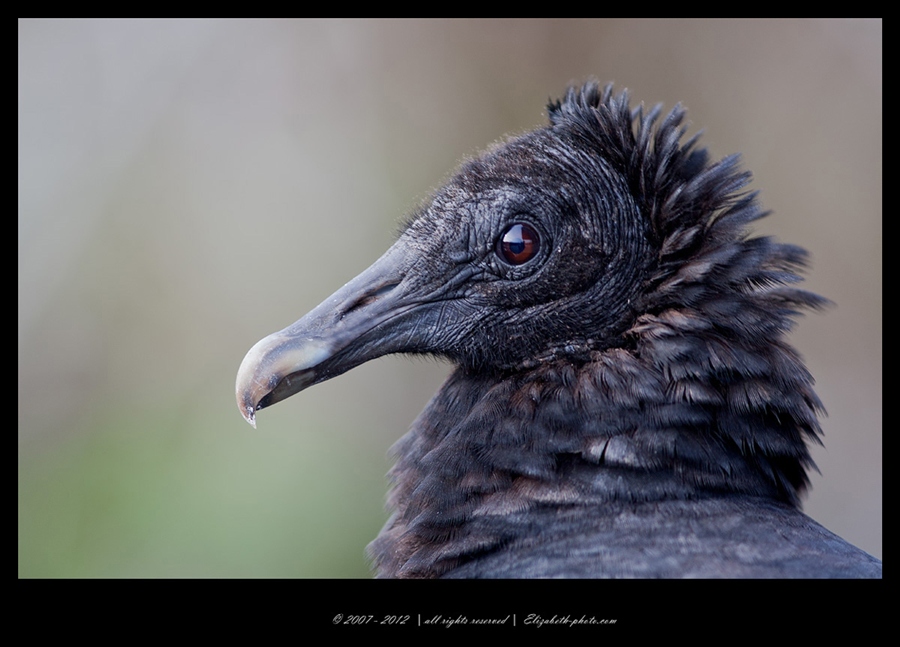 Viaţa Foto - Elizabeth - păsări şi animale sălbatice: SUA (Florida) - Vulturul Negru - American negru katarta