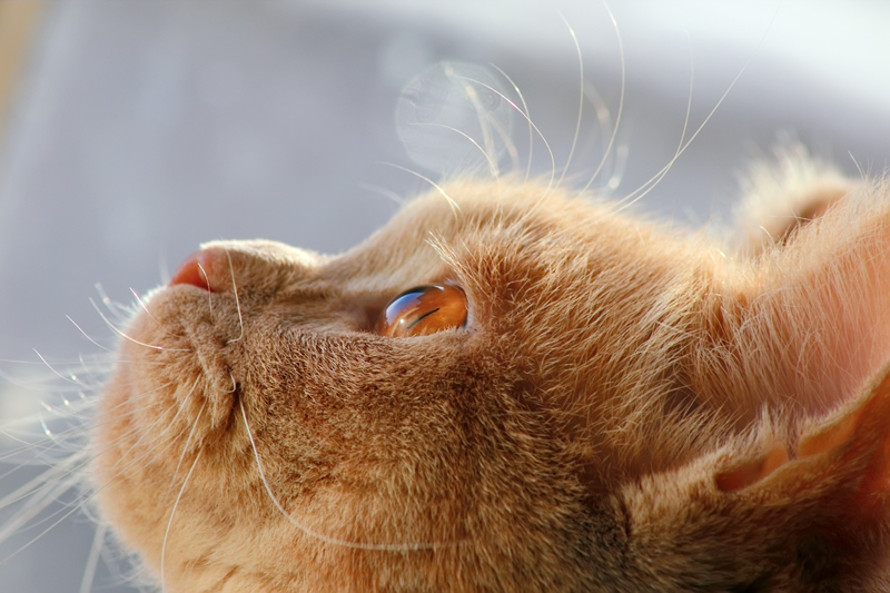 Фото жизнь (light) - Rezenow - корневой каталог - О чем мечтают коты в марте?
